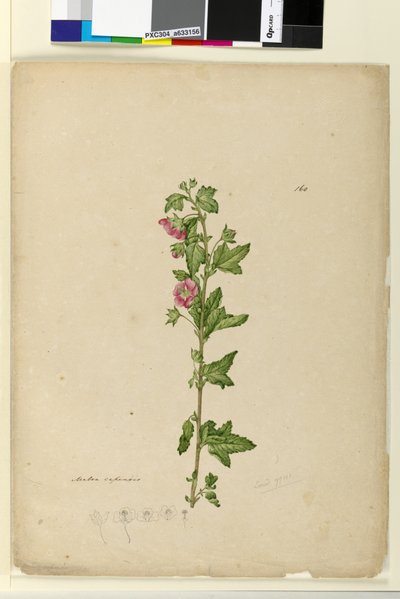 Pagina 160. Malva capensis door John William Lewin
