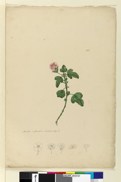 Pagina 161. Malva capensis door John William Lewin