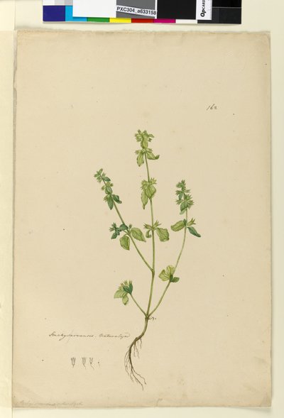 Pagina 162. Stachys arvensis door John William Lewin