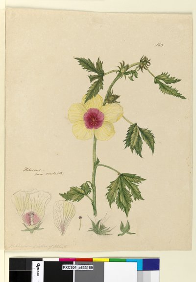 Pagina 163. Hibiscus door John William Lewin