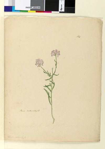 Pagina 164. Iberis genaturaliseerd door John William Lewin