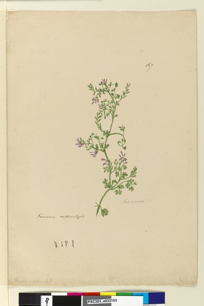 Pagina 167. Fumaria genaturaliseerd door John William Lewin