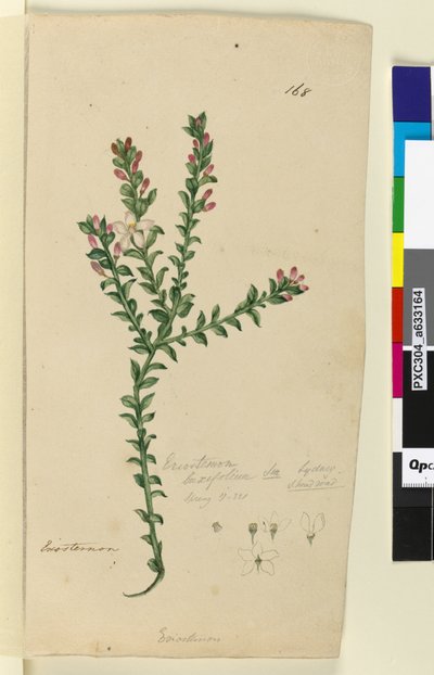Pagina 168. Eriostemon buxifolium door John William Lewin
