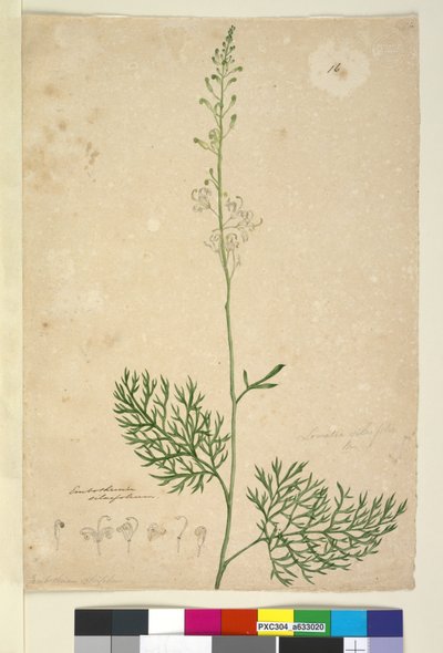 Pagina 16. Lomatia silaifolia, c.1803-06 door John William Lewin