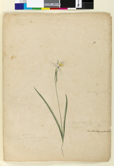 Pagina 170. Diplarrhena moraea, c.1803-06 door John William Lewin