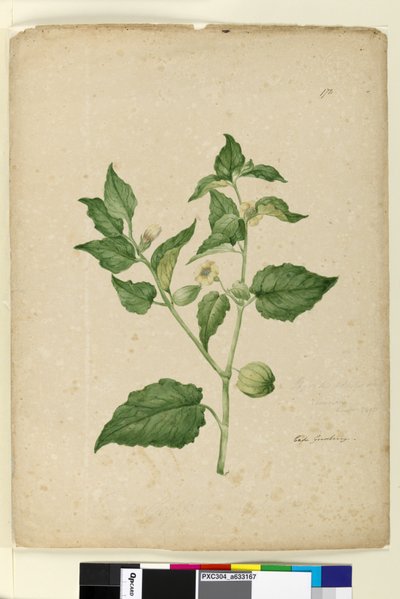 Pagina 172. Physalis edulis door John William Lewin