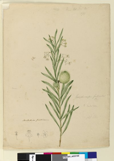 Pagina 173. Asclepias fruticosa, c.1803-06 door John William Lewin
