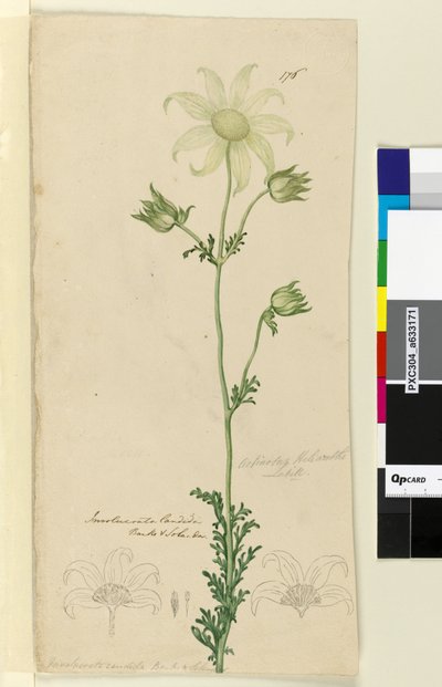Pagina 176. Actinotus Helianthe door John William Lewin