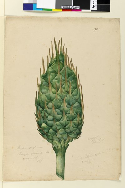 Pagina 178. De vrucht van Zamia spiralis door John William Lewin
