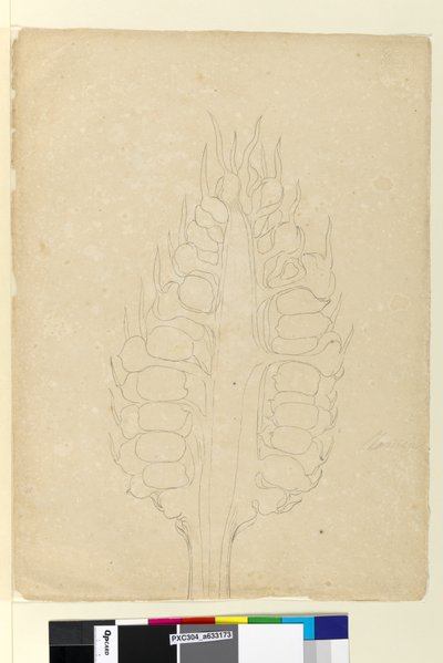Pagina 178a. Zamia door John William Lewin