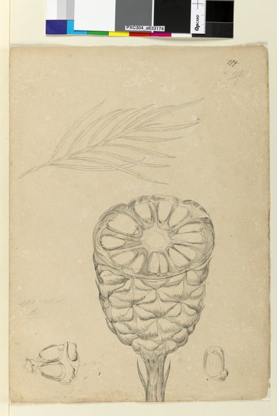 Pagina 178b. Spiralis door John William Lewin