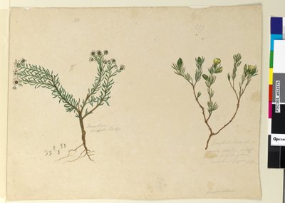 Pagina 179. Gompholobium; 180. Poranthera ericafolia door John William Lewin