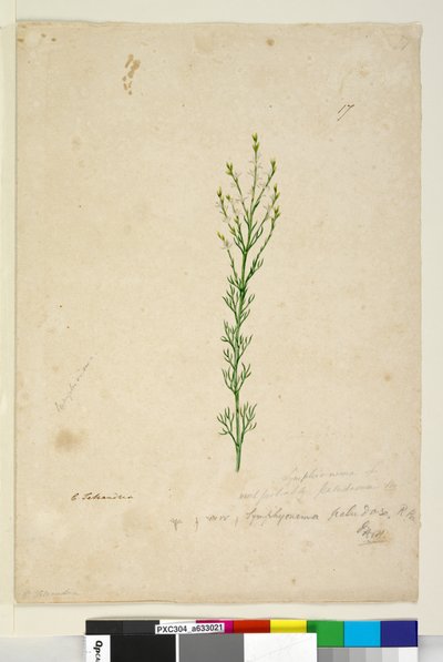 Pagina 17. Symphionema paludosum, c.1803-06 door John William Lewin