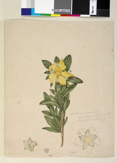 Pagina 181. Hibbertia volubilis Hibbertia scandens door John William Lewin