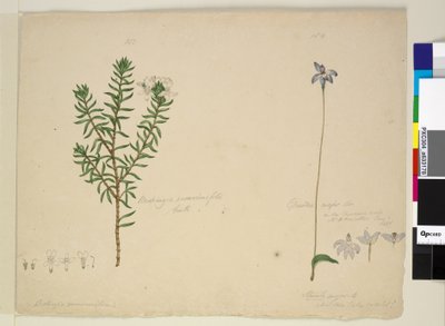 Pagina 183. Westringia rosmarinifolia Westringia fruiticosa; 184. Glossodia major door John William Lewin