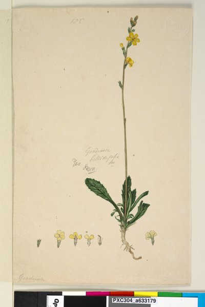 Pagina 185. Goodenia bellidifolia door John William Lewin