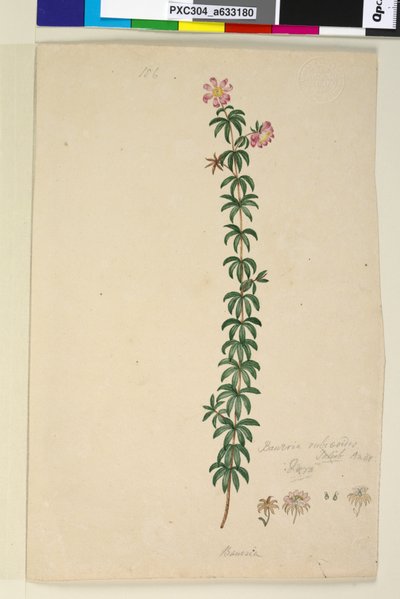 Pagina 186. Bauera rubioides door John William Lewin