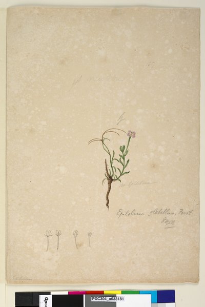 Pagina 187. Epilobium glabellum door John William Lewin