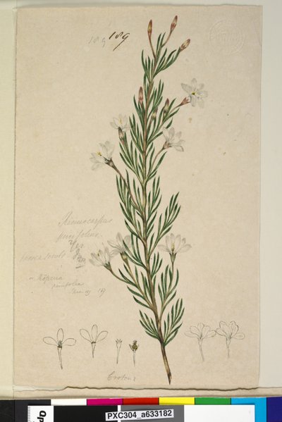 Pagina 189. Ricinocarpus pinifolius door John William Lewin
