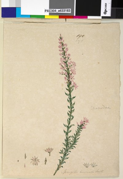 Pagina 190. Sprengelia incarnata door John William Lewin