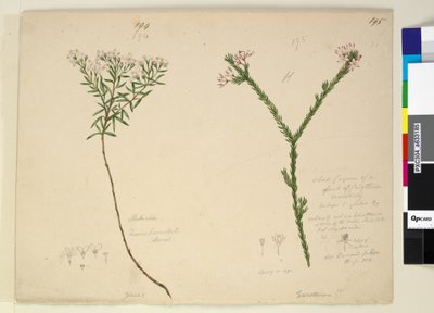 Pagina 194. Zieria lanceolata Zieria smithii; 195. Een slechte afbeelding van een soort Calythrix... door John William Lewin