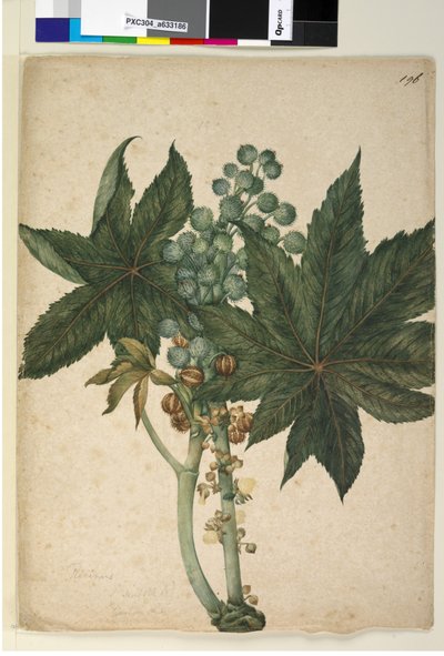 Pagina 196. Ricinus Ricinus communis door John William Lewin