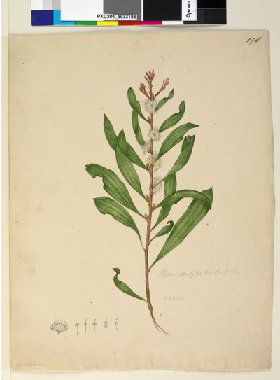 Pagina 198. Hakea dactyloides door John William Lewin
