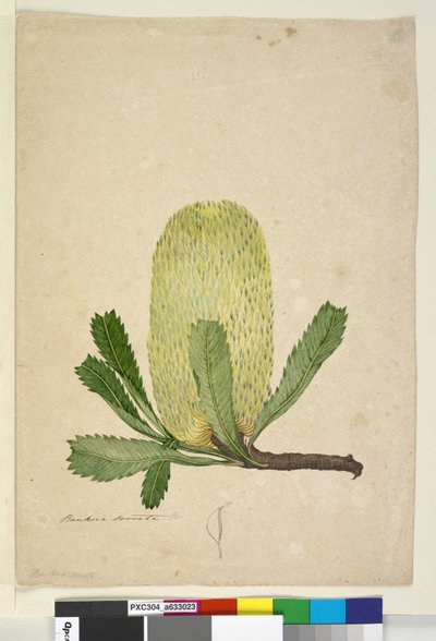 Pagina 19. Banksia serrata, c.1803-06 door John William Lewin