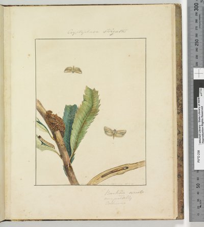 Pagina 19. Plaat 5 Cryptophasa Strigata door John William Lewin