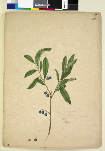 Pagina 200. Elaeocarpus reticulatus door John William Lewin
