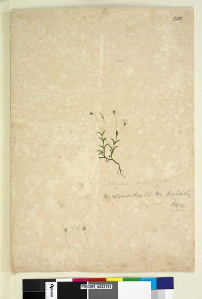 Pagina 201. Mitrasacme alsinoides door John William Lewin