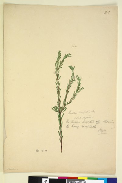 Pagina 202. Pimelia linifolia door John William Lewin