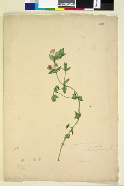 Pagina 203. Anagallis arvenis door John William Lewin