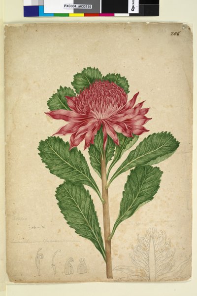 Pagina 206. Telopea speciosissima door John William Lewin