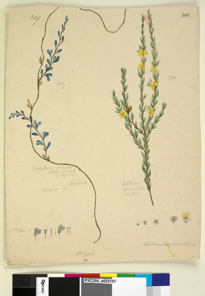 Pagina 209. Comesperma volubile; 210. Hibbertia fasciculata door John William Lewin