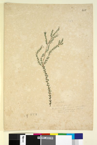 Pagina 213. Epacrideae Leucopogon sp. door John William Lewin
