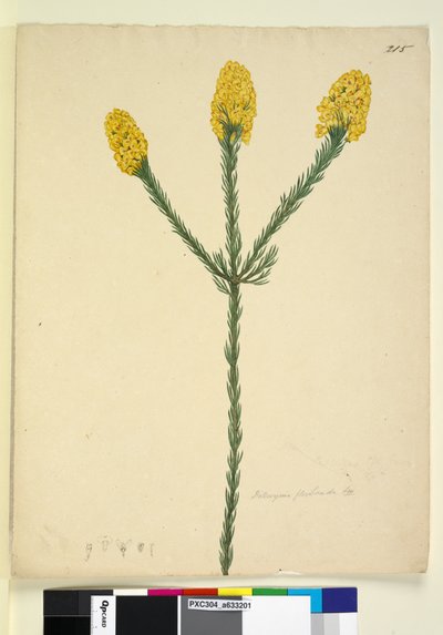 Pagina 215. Dillwynia floribunda door John William Lewin