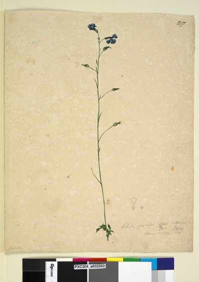 Pagina 217. Lobelia gracilis door John William Lewin