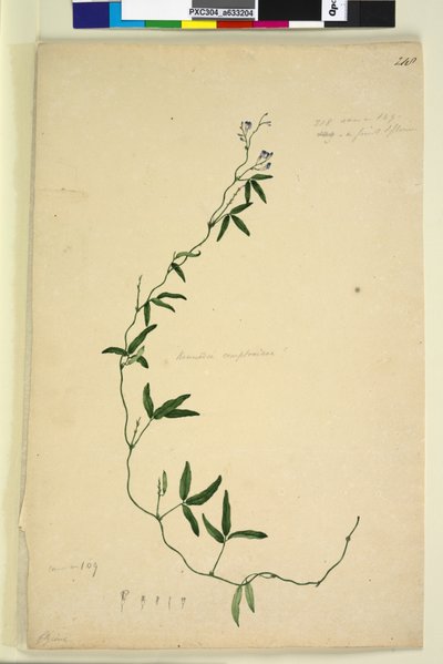 Pagina 218. Kennedia comptoniana Hardenbergia comptoniana door John William Lewin