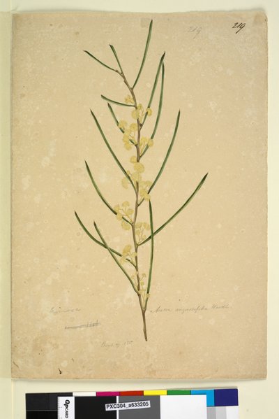 Pagina 219. Acacia angustifolia door John William Lewin