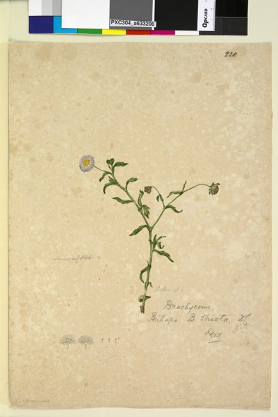Pagina 220. Brachycome multifida door John William Lewin