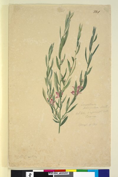 Pagina 221. Eriostemon door John William Lewin