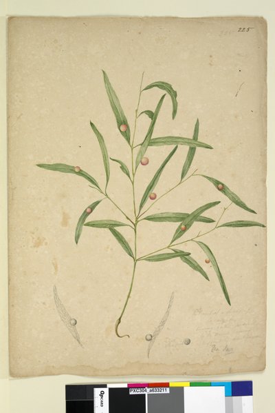 Pagina 225. De tak van een soort Eucalyptus met gallen door John William Lewin