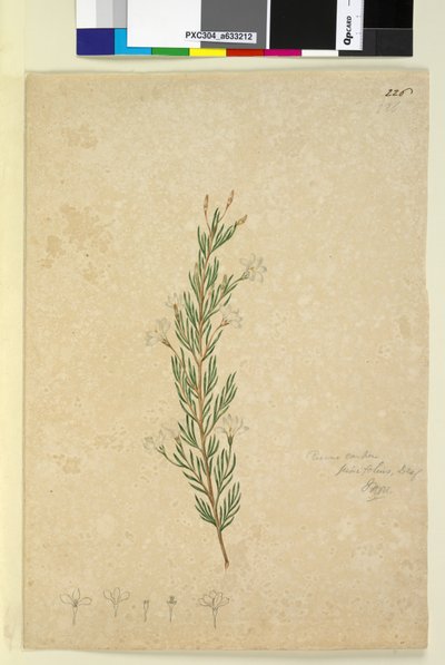 Pagina 226. Ricinocarpus pinifolius door John William Lewin