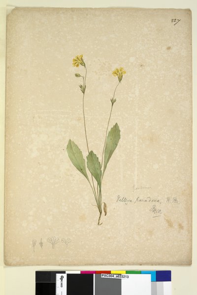 Pagina 227. Velleia paradoxa door John William Lewin