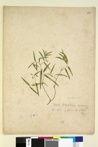 Pagina 230. Geitonoplesium cymosum door John William Lewin