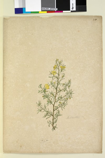 Pagina 231. Hibbertia sp. door John William Lewin