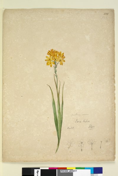 Pagina 232. Ixia lutea door John William Lewin