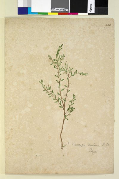 Pagina 233. Leucopogon door John William Lewin