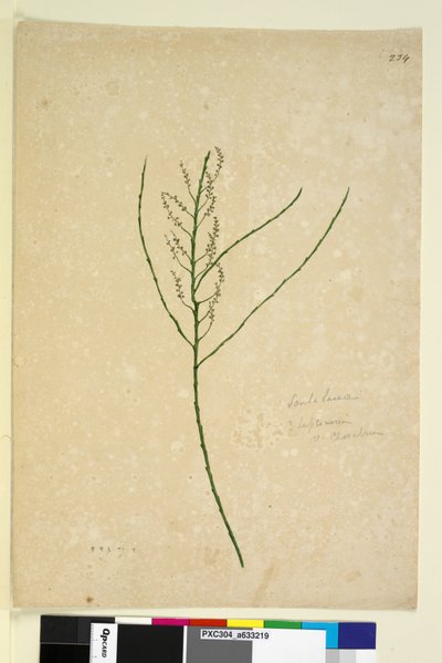 Pagina 234. Leptomeria door John William Lewin